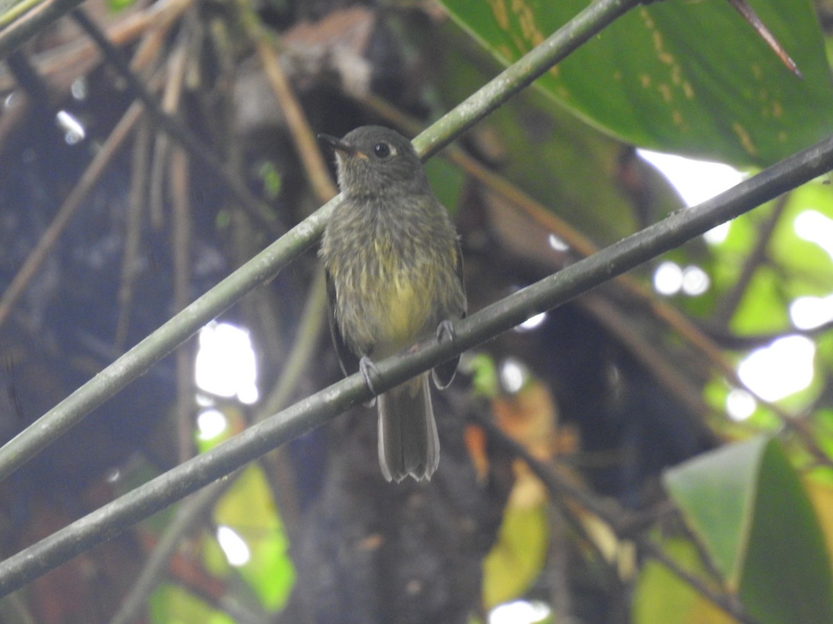 Olive-striped Flycatcher - fabian castillo