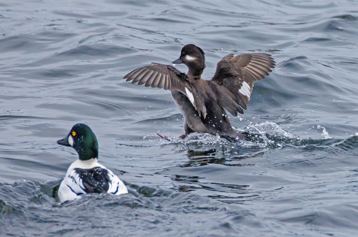 Bufflehead - ML614597824