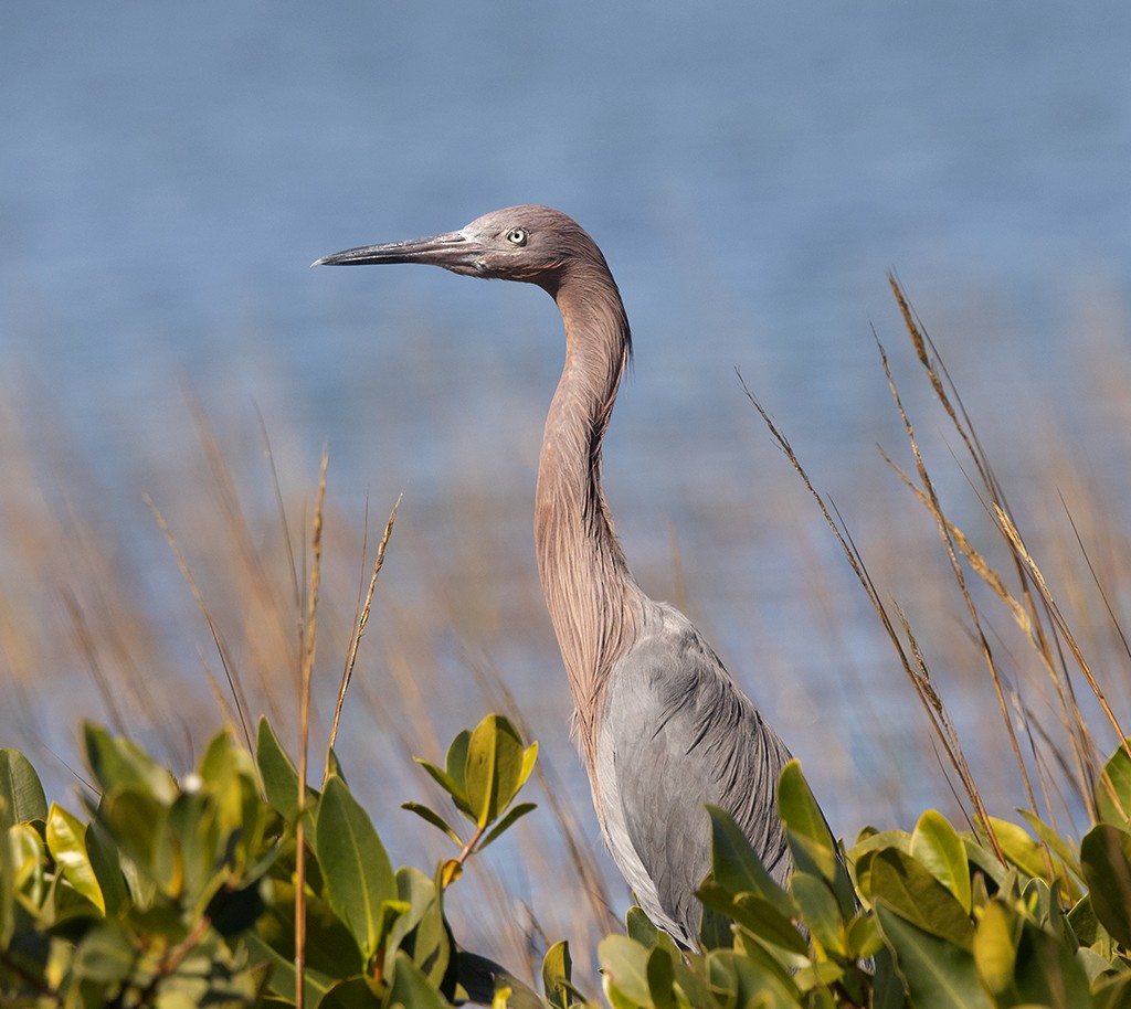 Reddish Egret - ML614597828