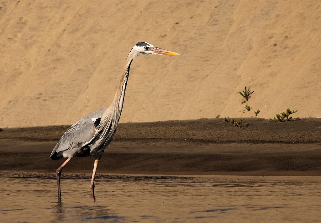 Great Blue Heron - ML614597838