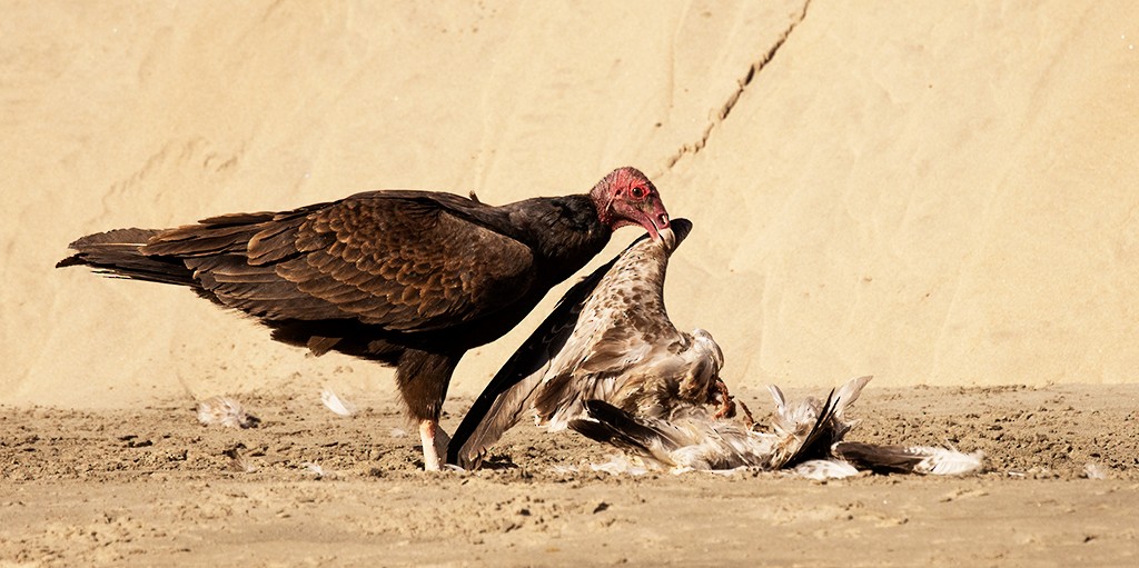 Turkey Vulture - ML614597842