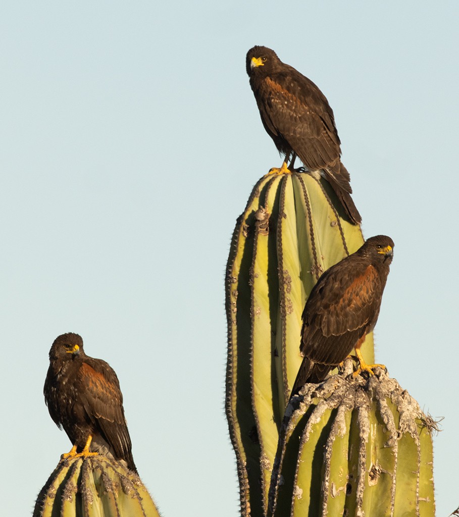 Harris's Hawk - ML614597845