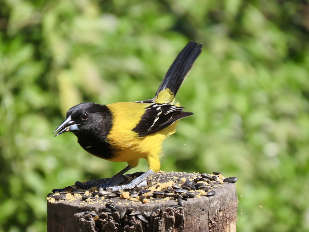 Audubon's Oriole - ML614597846