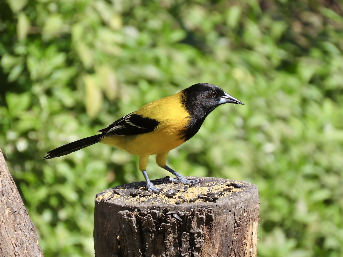 Audubon's Oriole - ML614597847