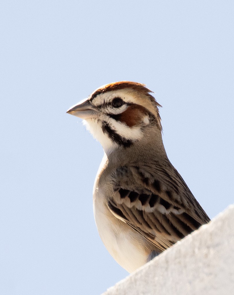 Lark Sparrow - manuel grosselet