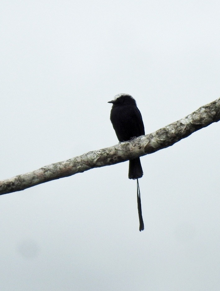 Long-tailed Tyrant - fabian castillo