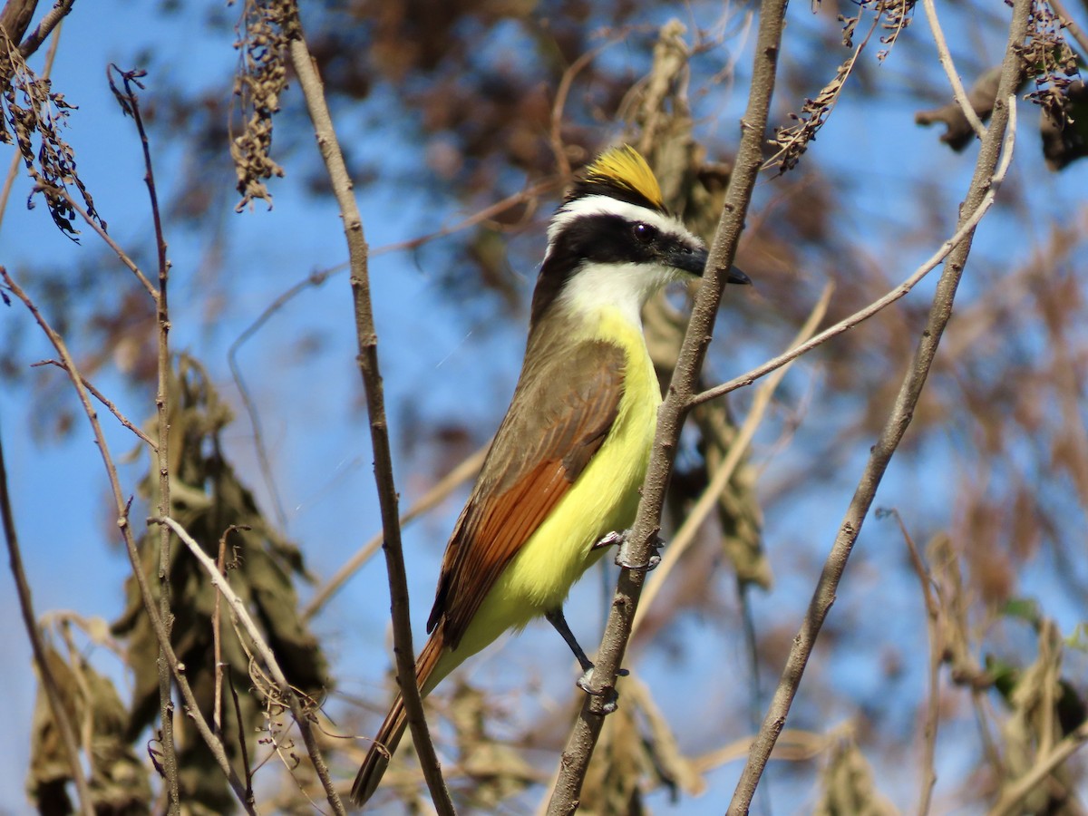 Great Kiskadee - ML614597865
