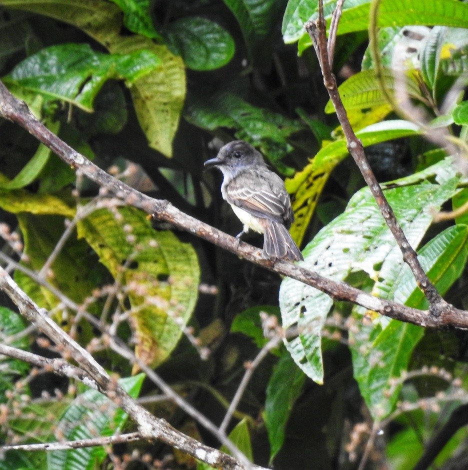 Dusky-capped Flycatcher - fabian castillo