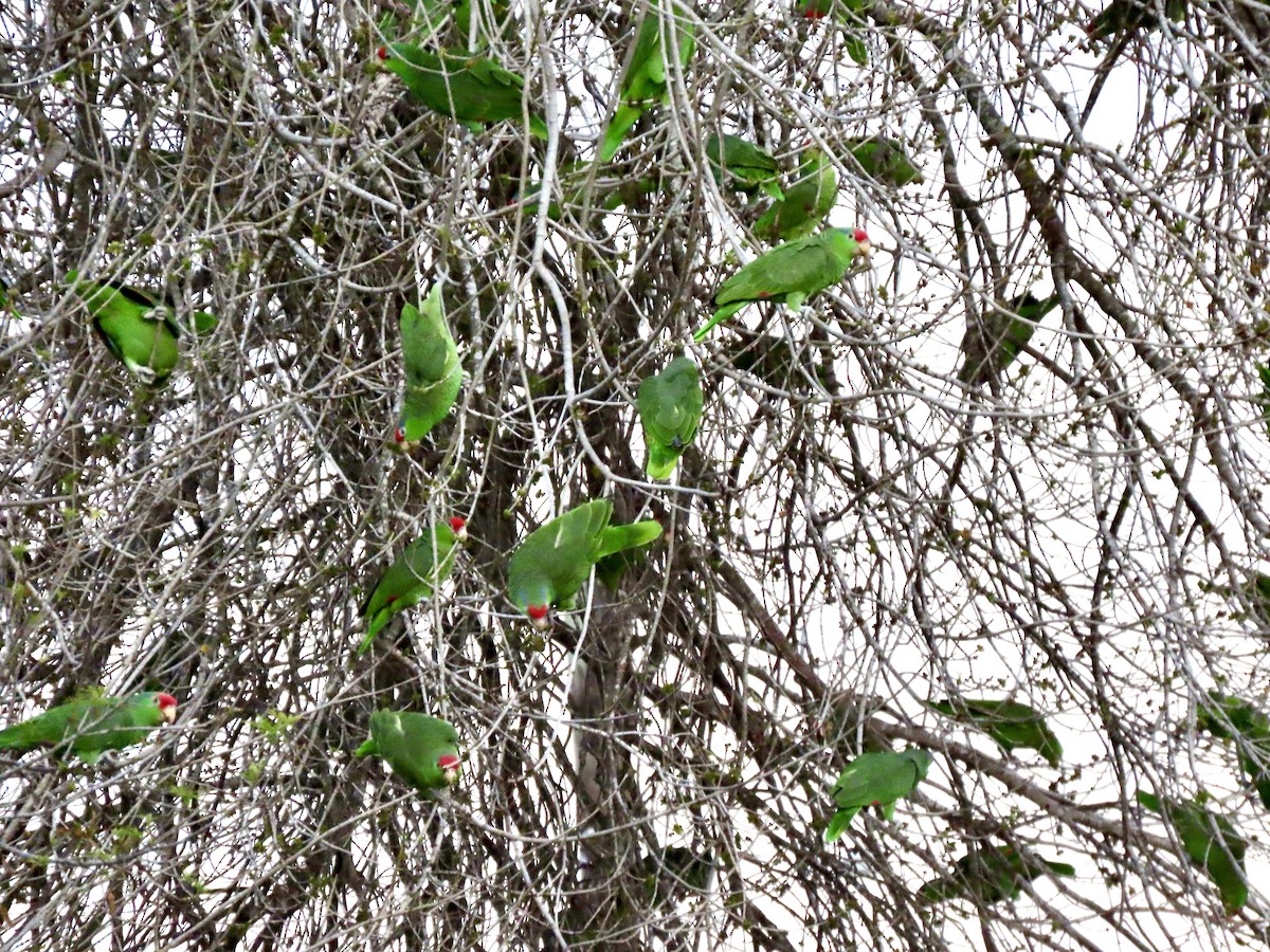 amazoňan zelenolící - ML614597893