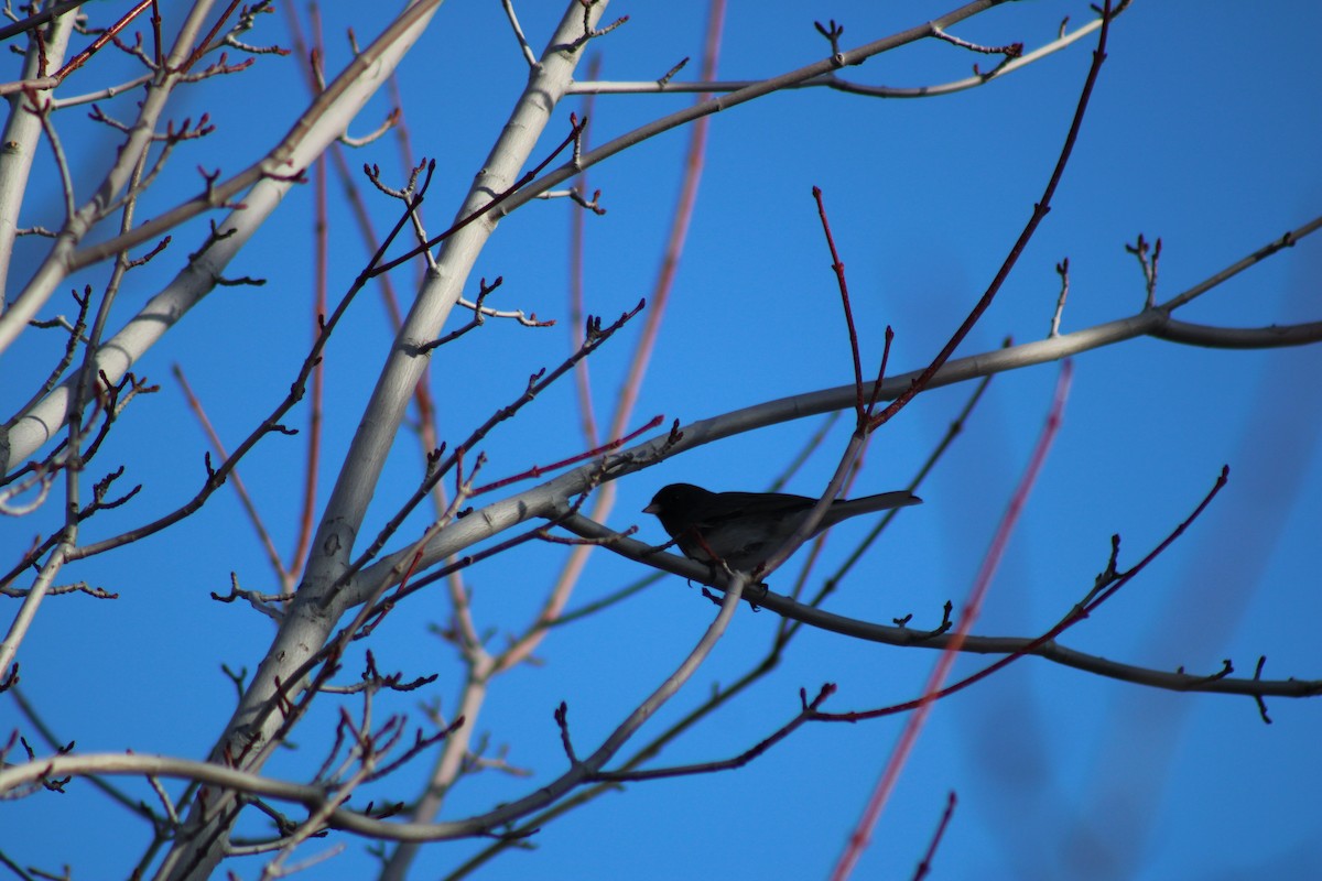 Junco ardoisé - ML614597902