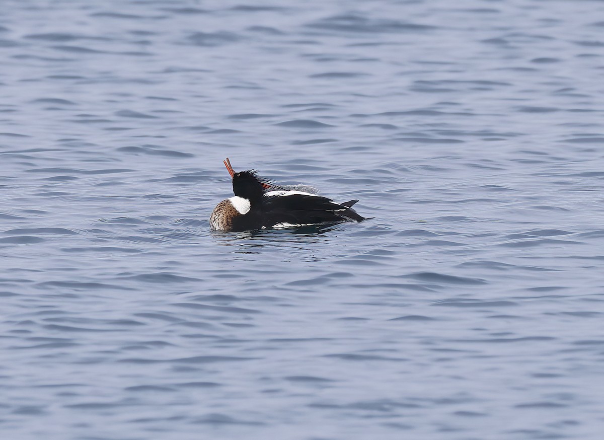 Red-breasted Merganser - ML614597923