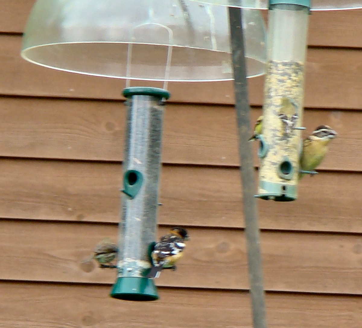 Black-headed Grosbeak - ML614597932