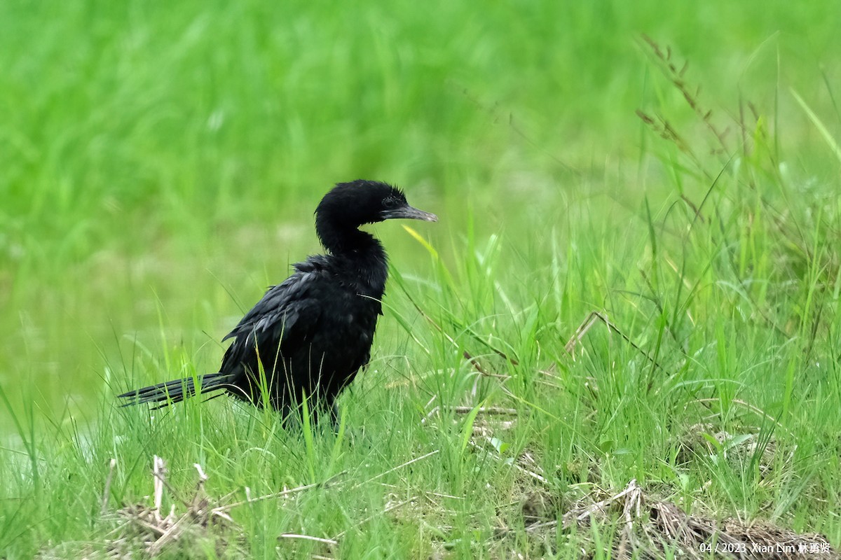 Little Cormorant - ML614597982