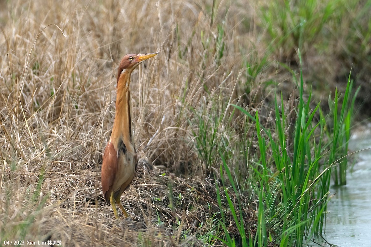 Cinnamon Bittern - ML614597990