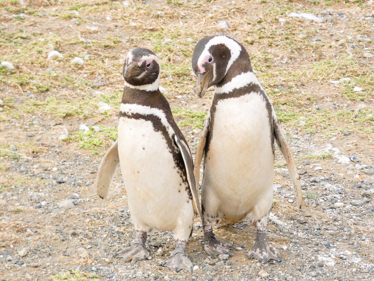 Magellanic Penguin - ML614598028