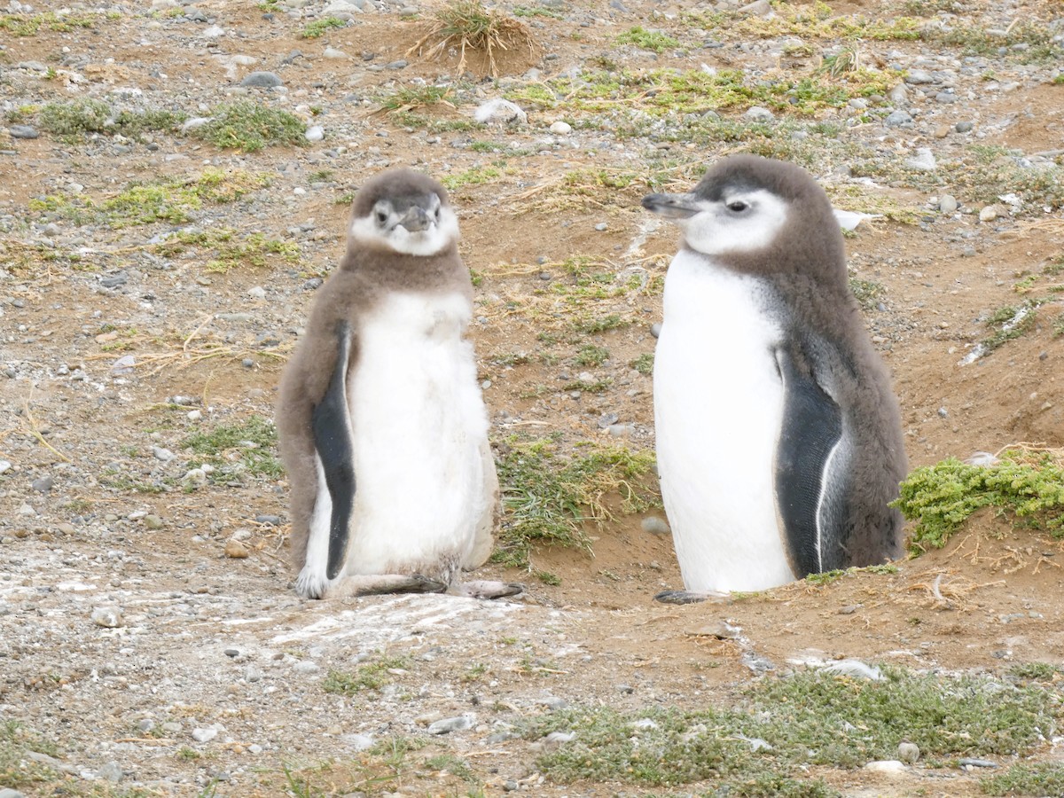 Magellanic Penguin - ML614598033