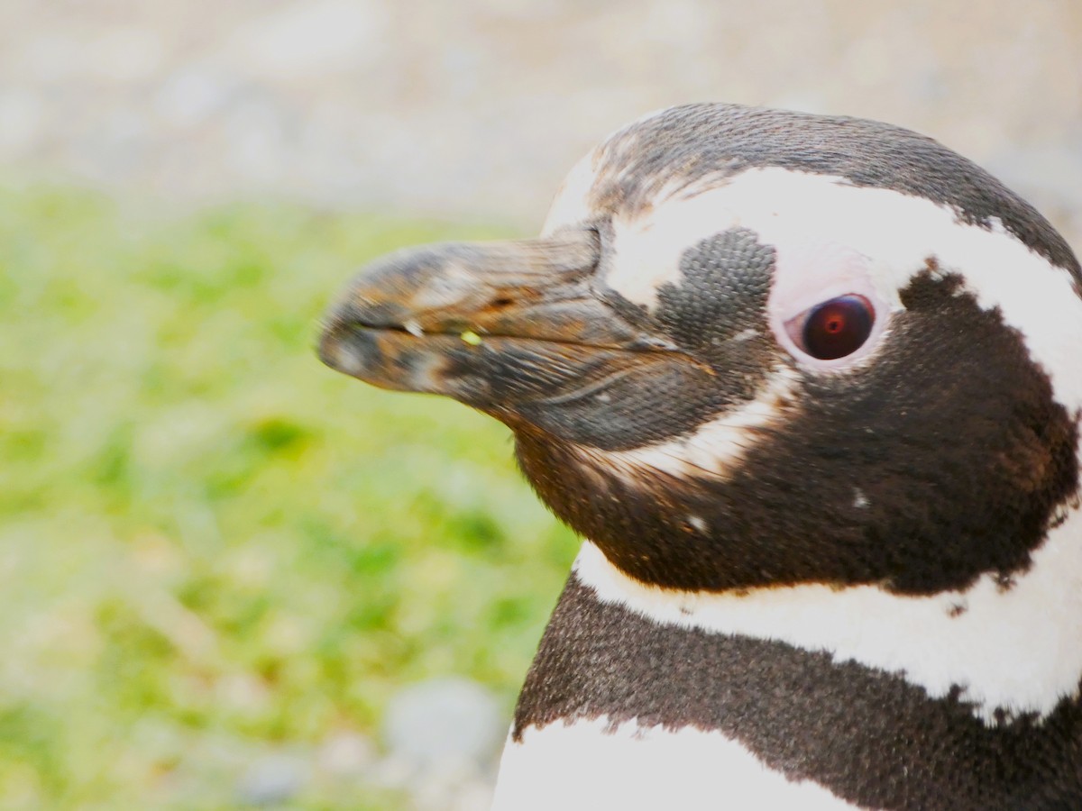 Magellanic Penguin - ML614598045
