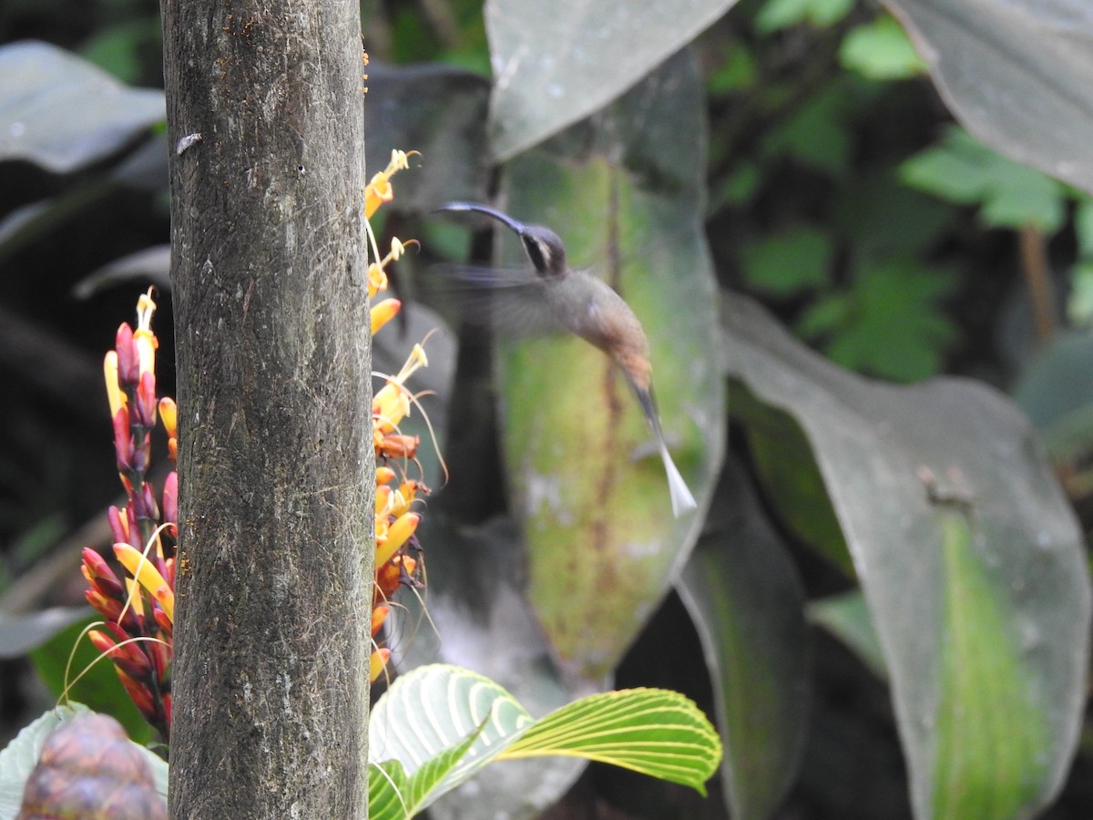 Long-billed Hermit - ML614598048