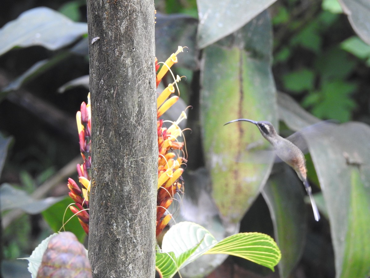 Long-billed Hermit - ML614598049