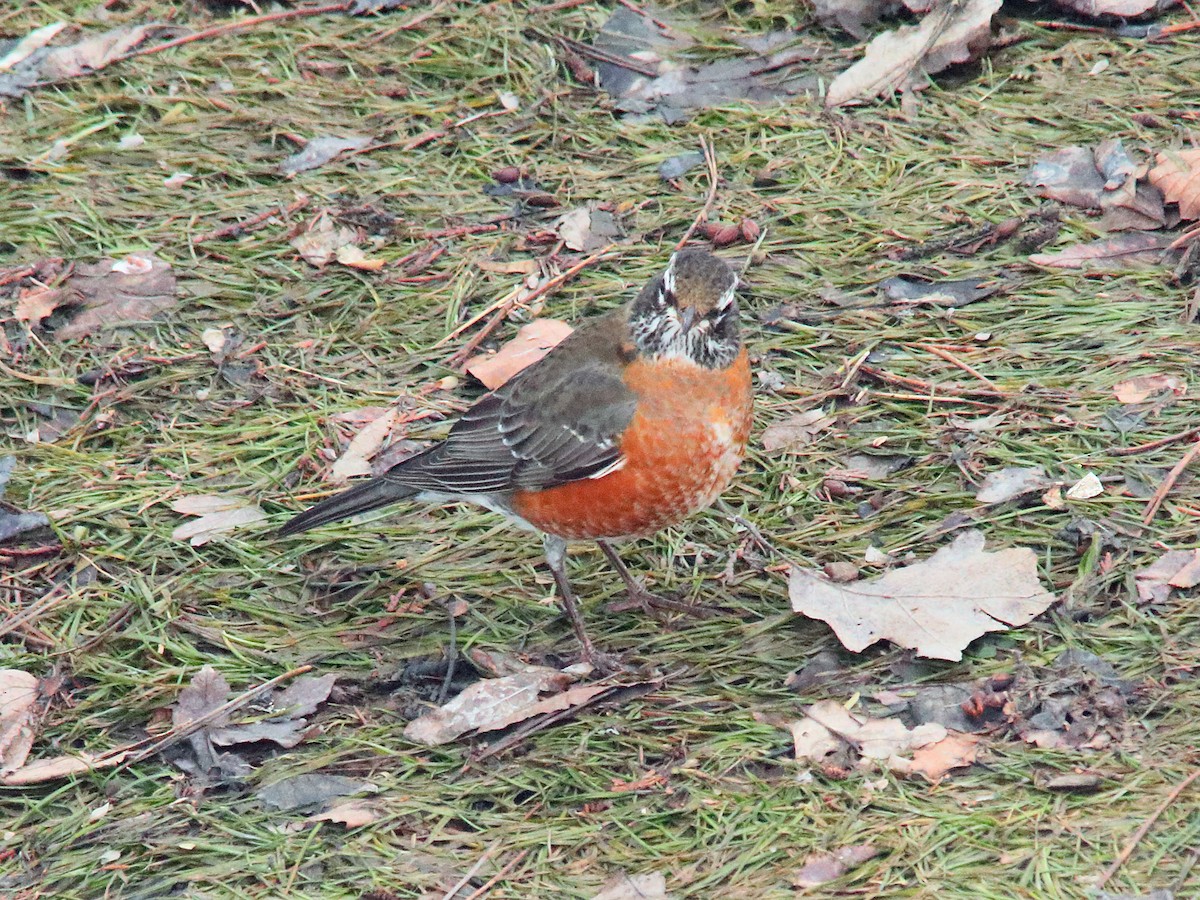 American Robin - ML614598074