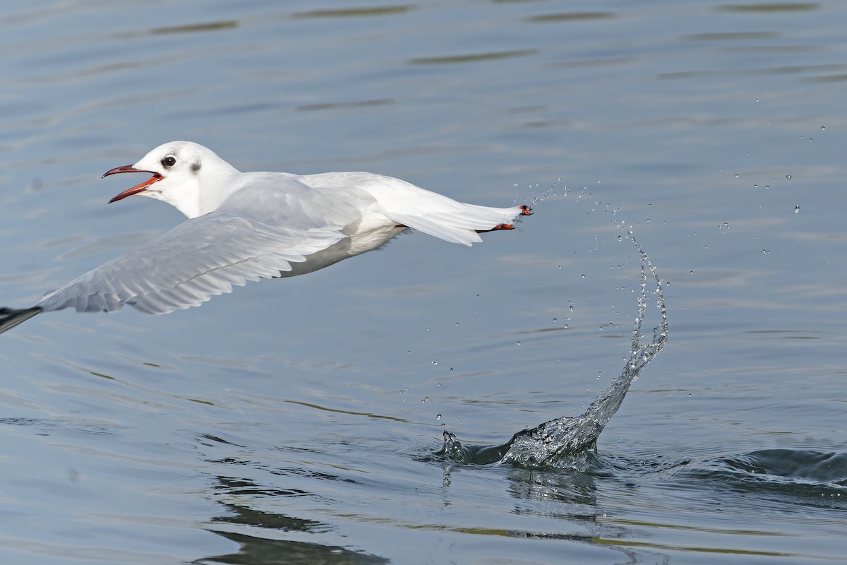 Black-headed Gull - ML614598080