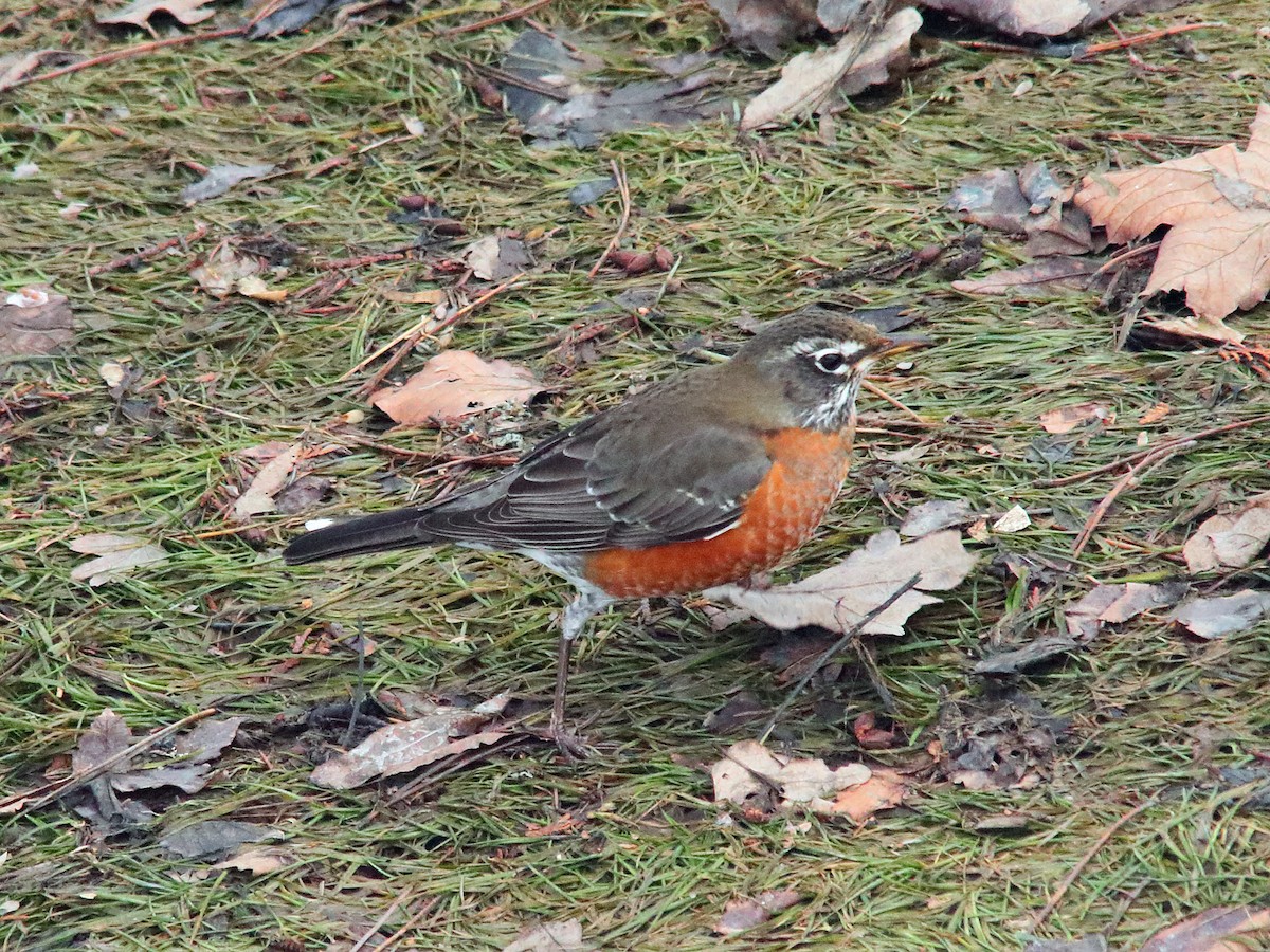 American Robin - ML614598091