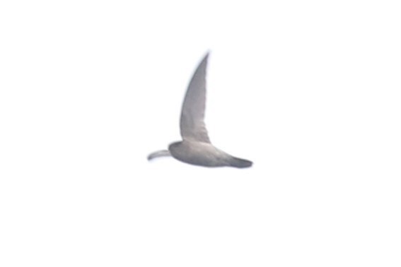 dark swiftlet sp. - ML614598115