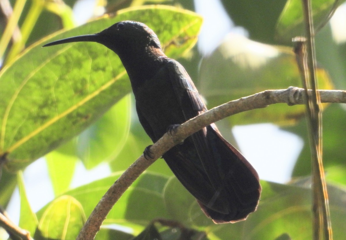 Purple-throated Carib - ML614598117