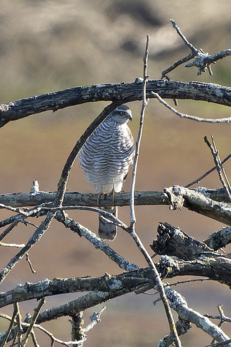 Eurasian Sparrowhawk - ML614598138