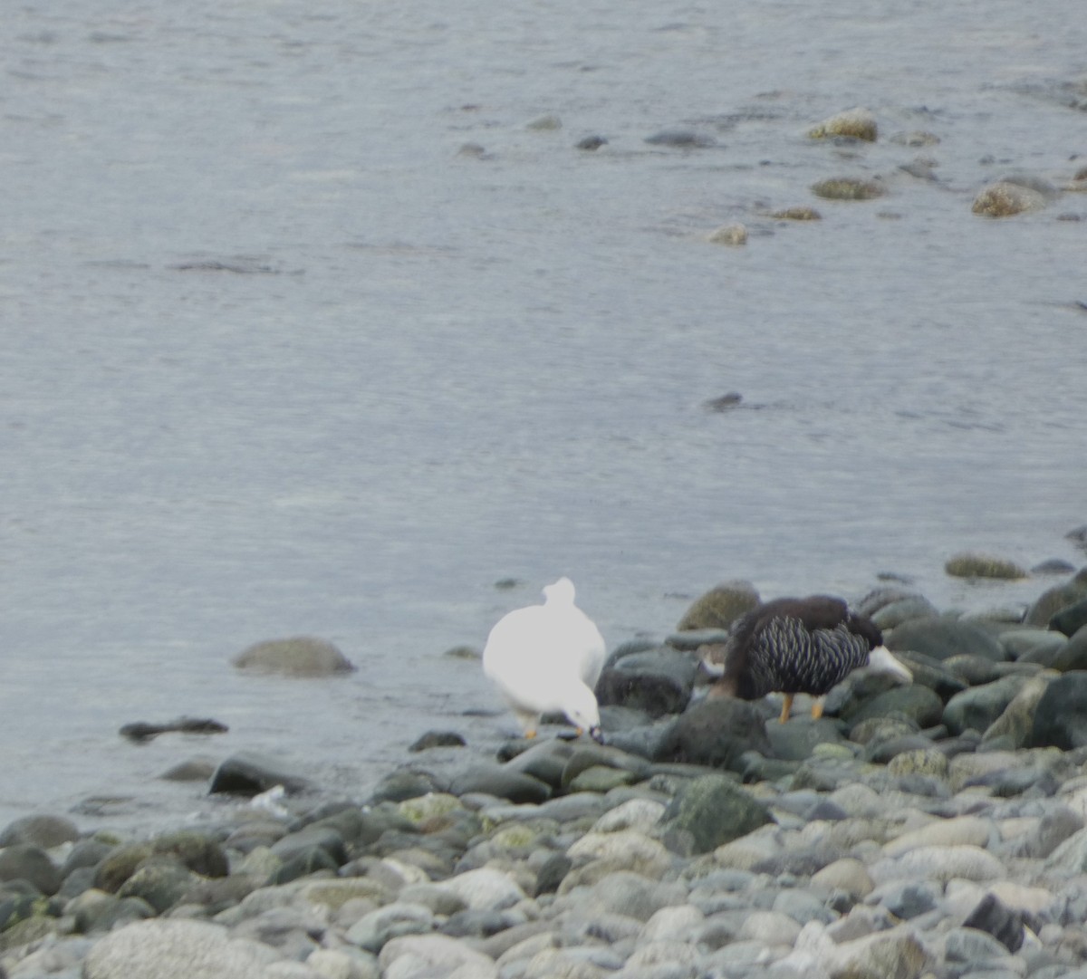 Kelp Goose - ML614598162