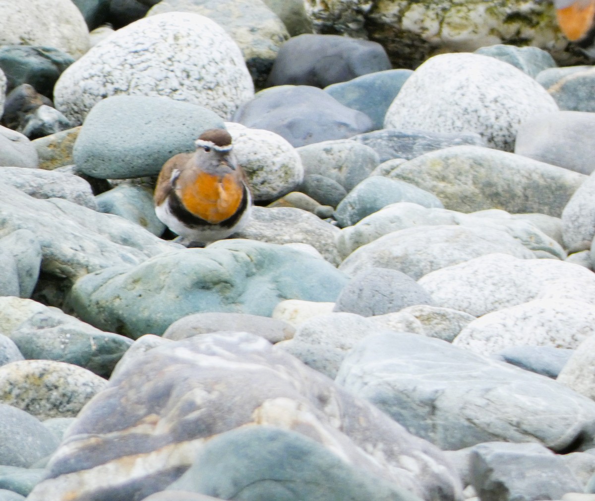 Rufous-chested Dotterel - ML614598188