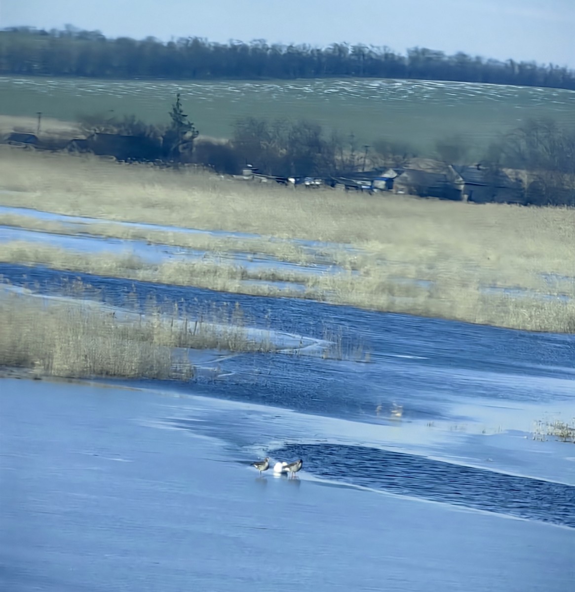 Graylag Goose - ML614598218