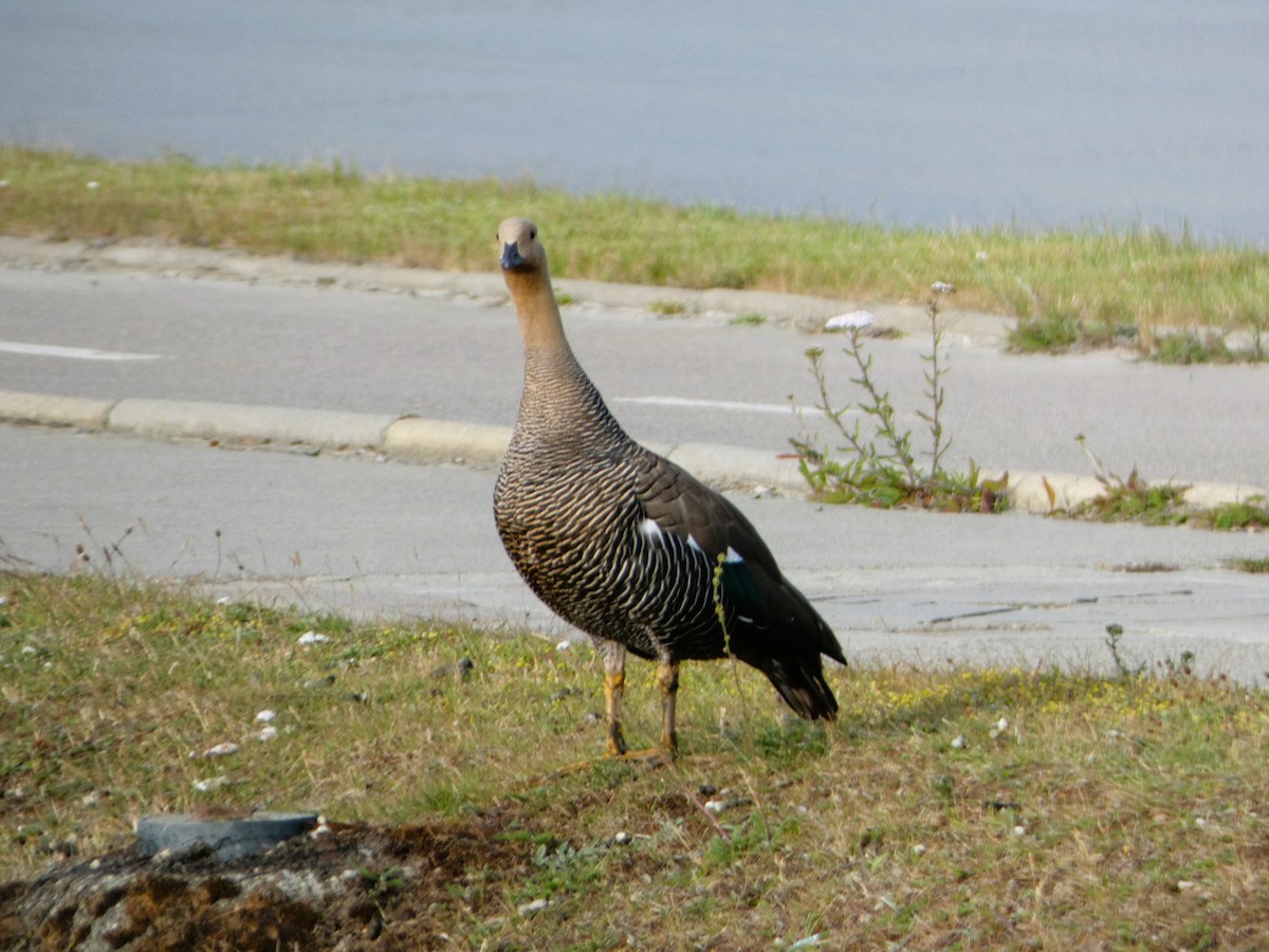 Upland Goose - ML614598226