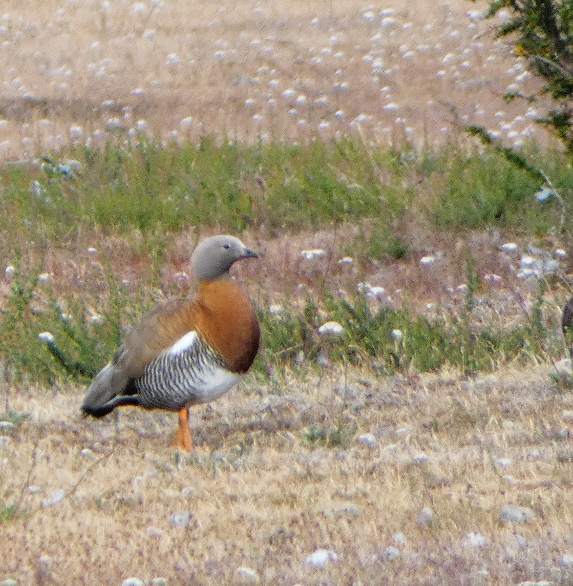 Ashy-headed Goose - Angelo Angelis