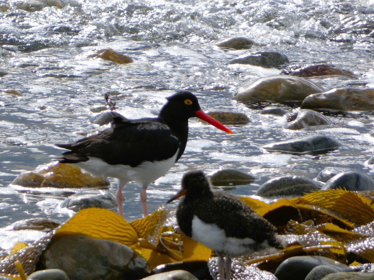 Magellanic Oystercatcher - ML614598244