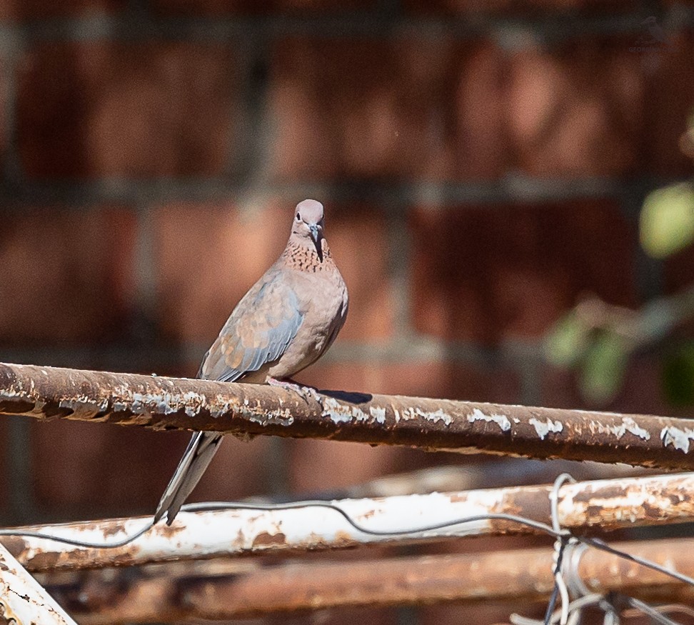 Laughing Dove - ML614598268