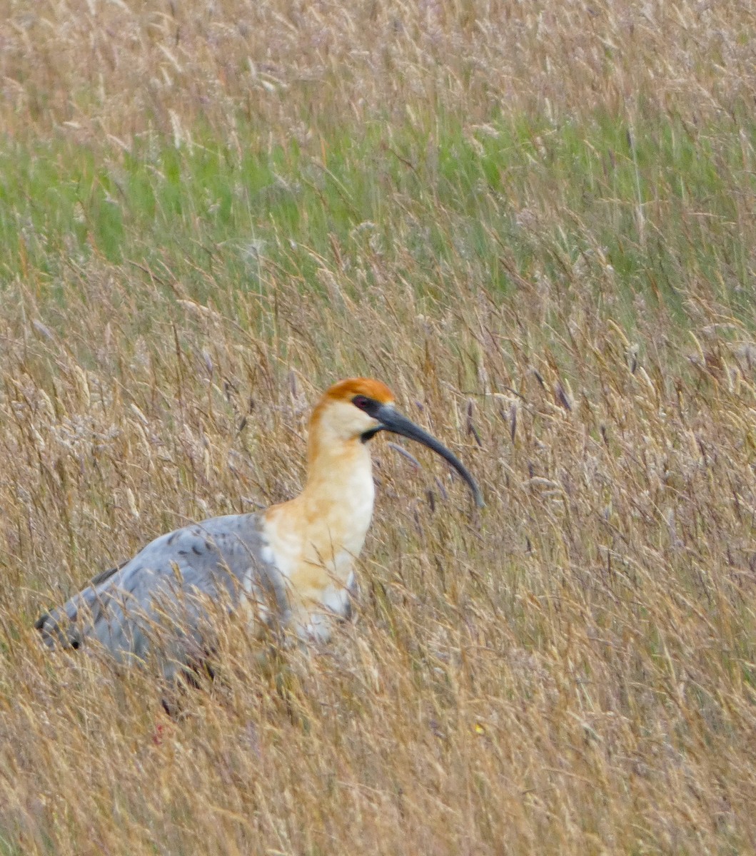 Black-faced Ibis - ML614598325