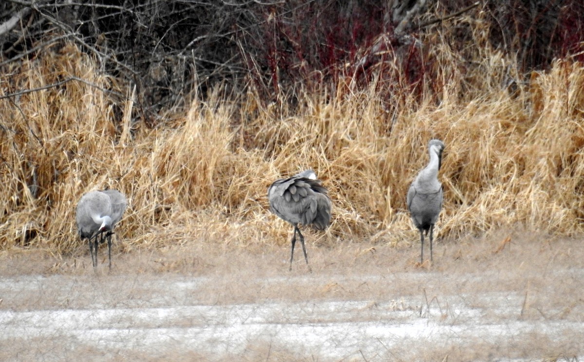 Sandhill Crane - ML614598405