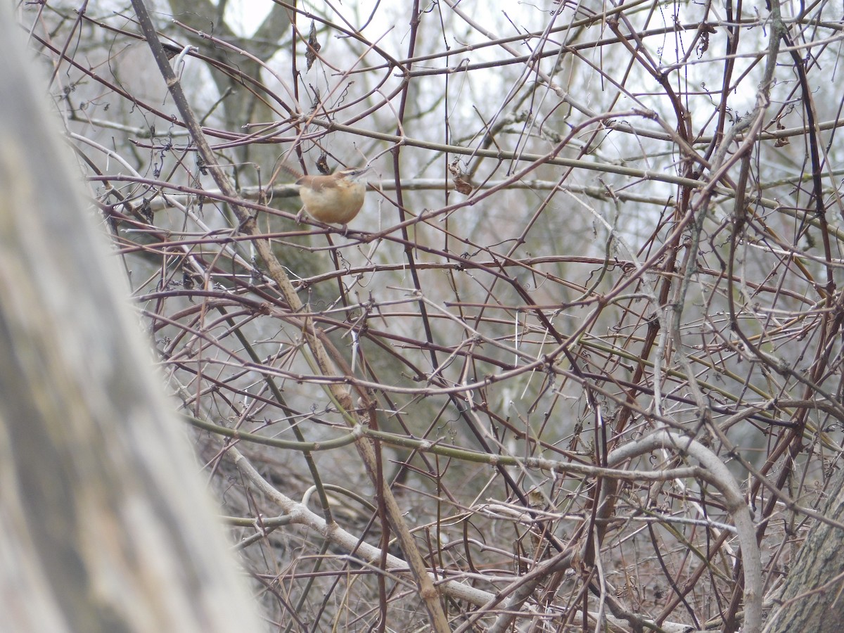 Carolina Wren - ML614598417