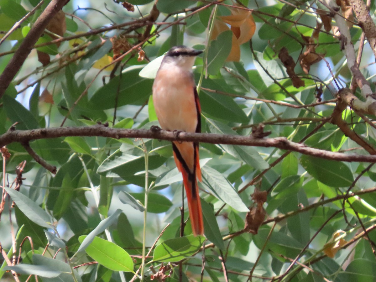 Minivet Rosado - ML614598452