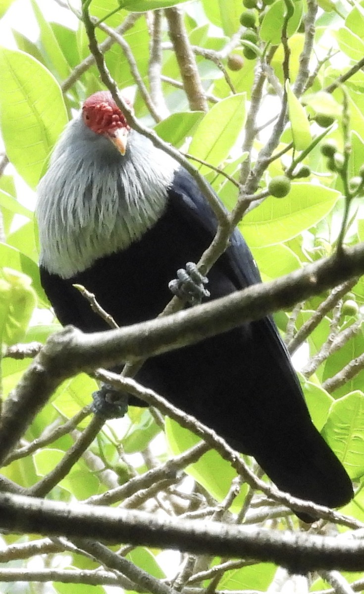 Seychelles Blue-Pigeon - ML614598474