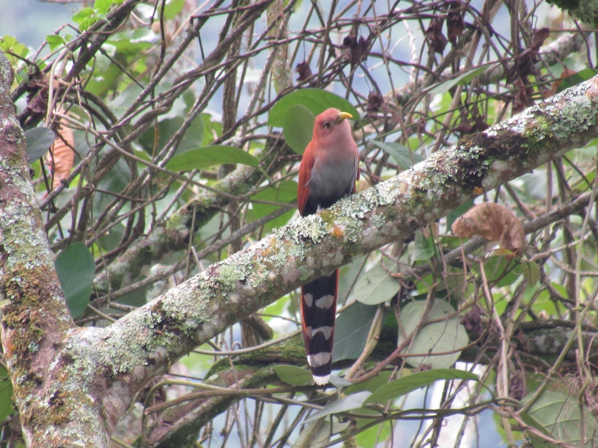 Squirrel Cuckoo - ML614598478