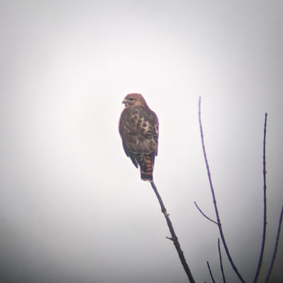 Red-shouldered x Red-tailed Hawk (hybrid) - ML614598517