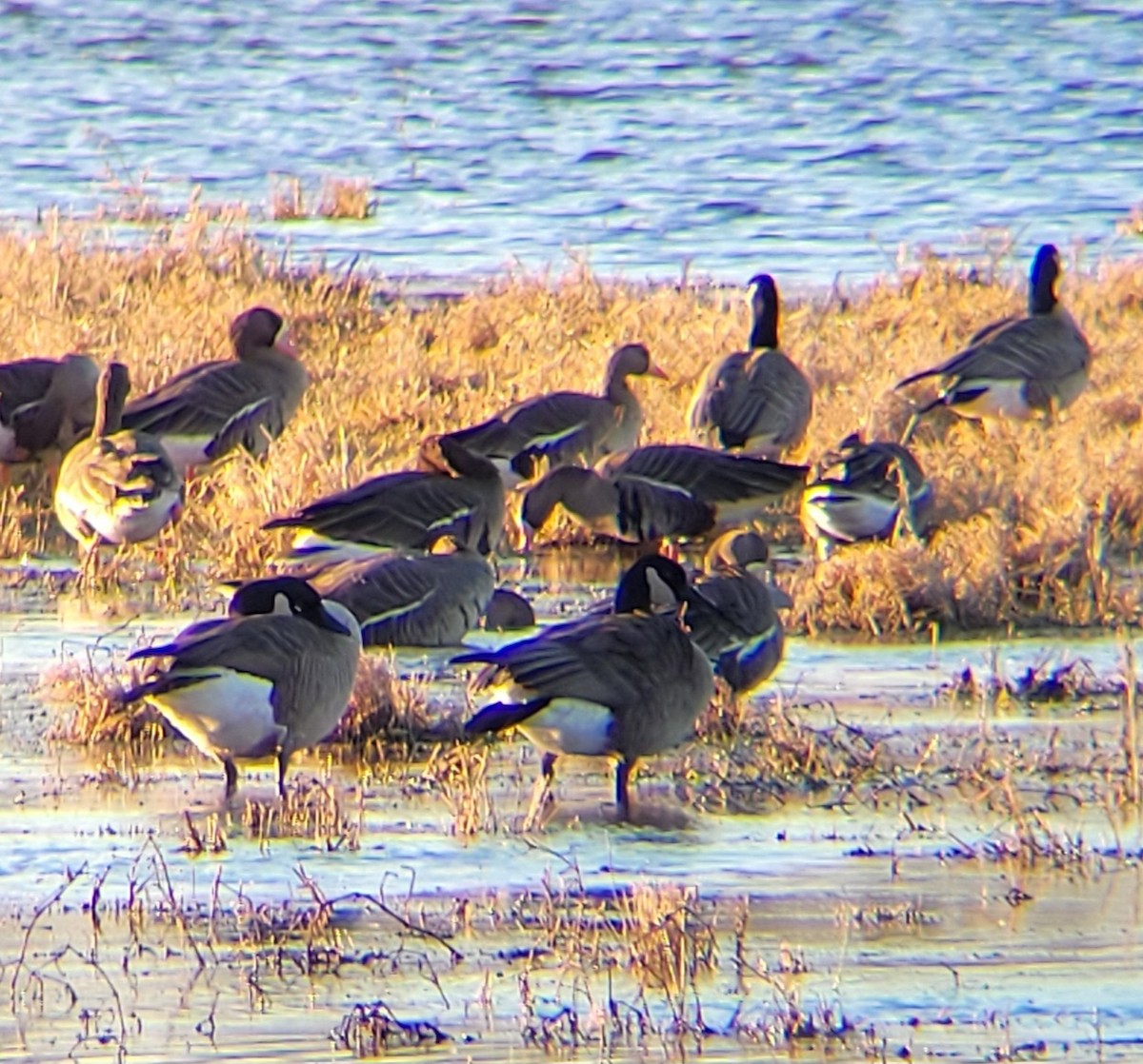 Greater White-fronted Goose - ML614598527