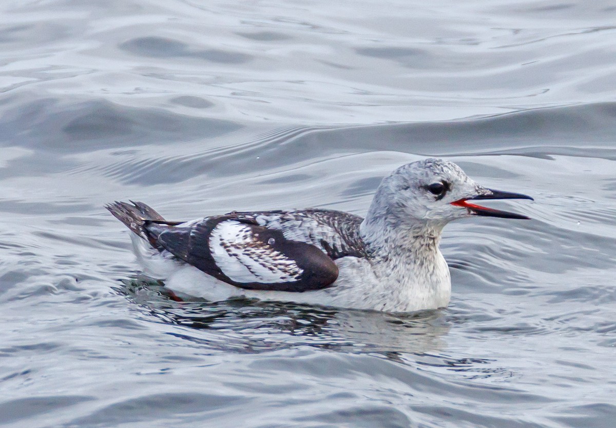 Black Guillemot - ML614598577