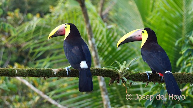 Yellow-throated Toucan - ML614598624