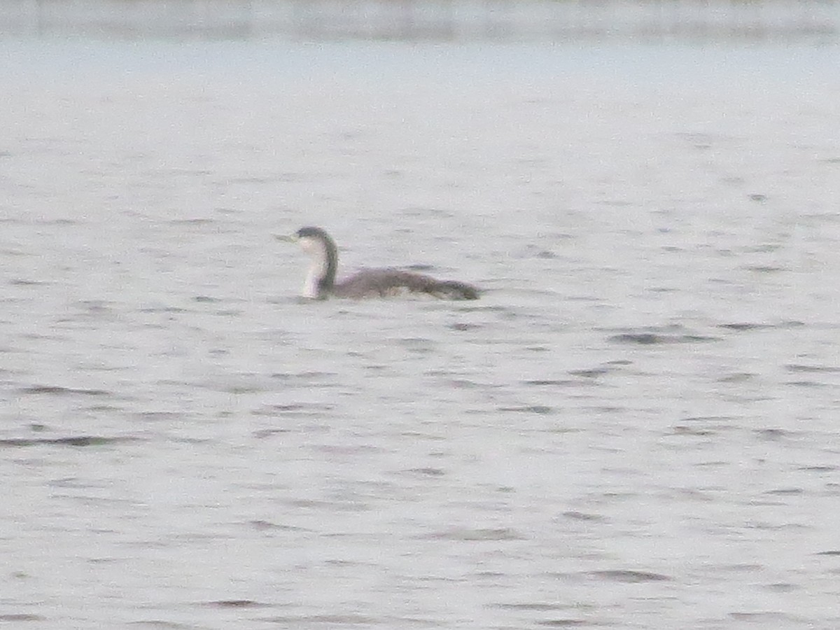 Red-throated Loon - ML614598657