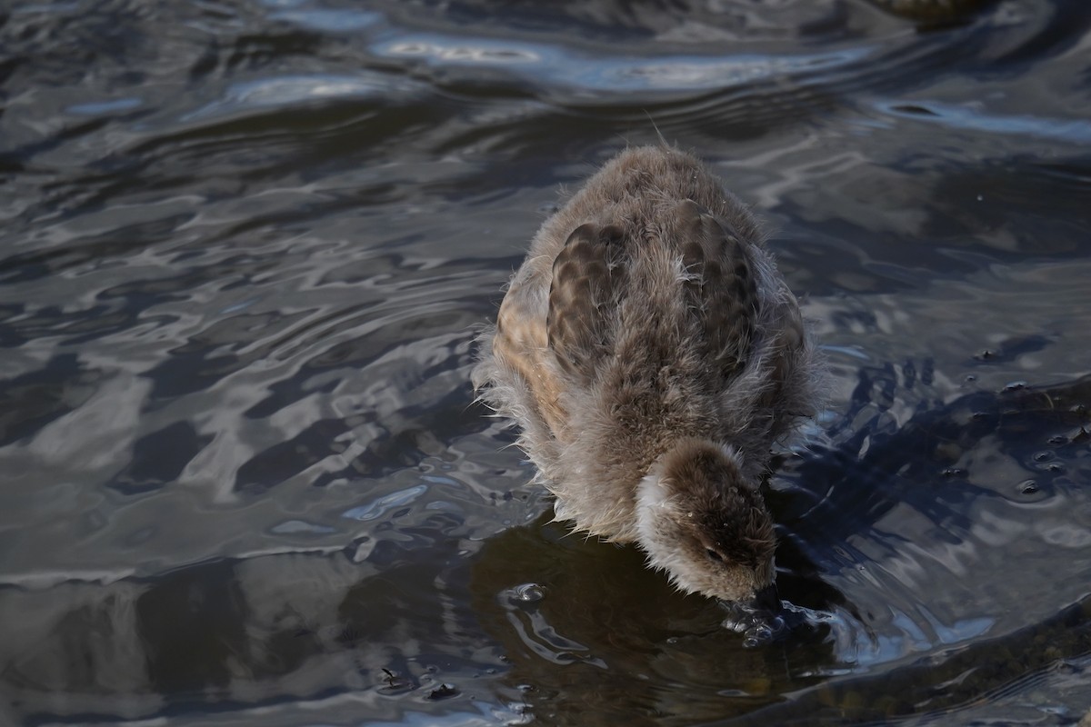 Canard huppé - ML614598689