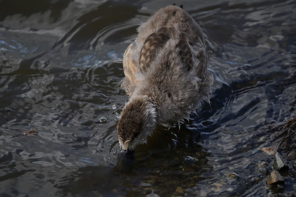 Canard huppé - ML614598691