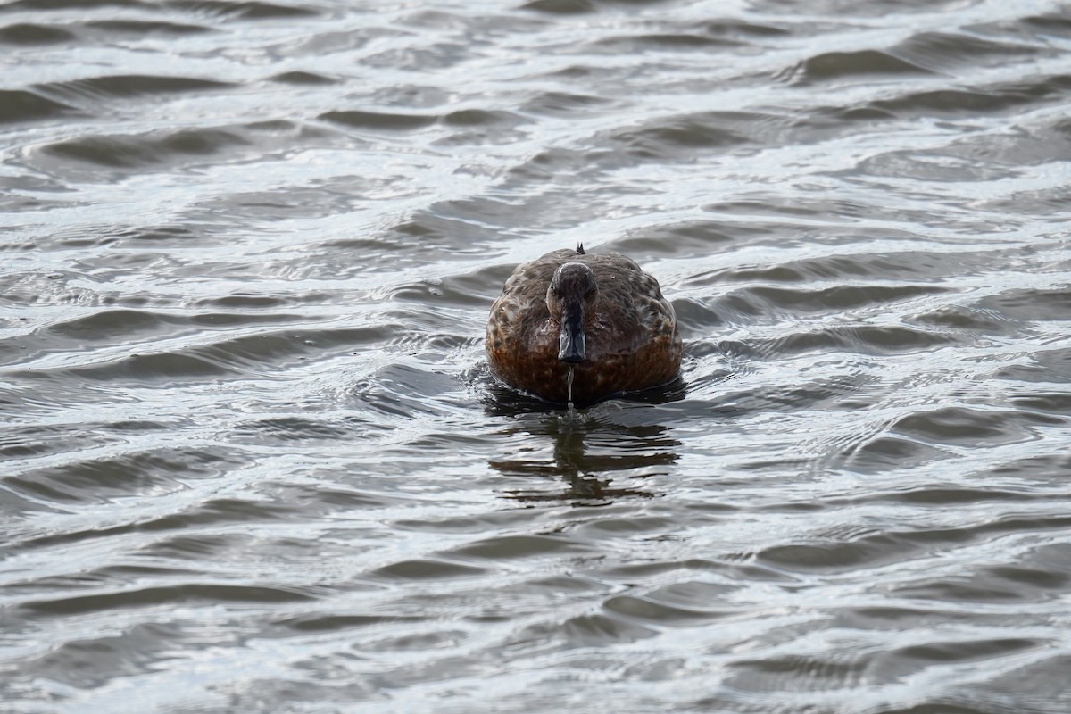 Canard huppé - ML614598697